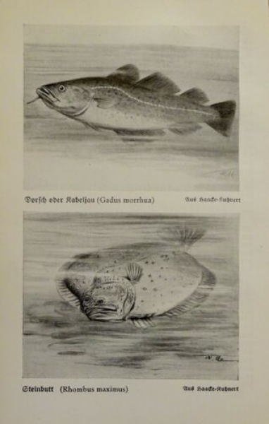 1926 - Fische - Dorsch oder Kabeljau, Steinbutt / Seeteufel, ... - alter Druck